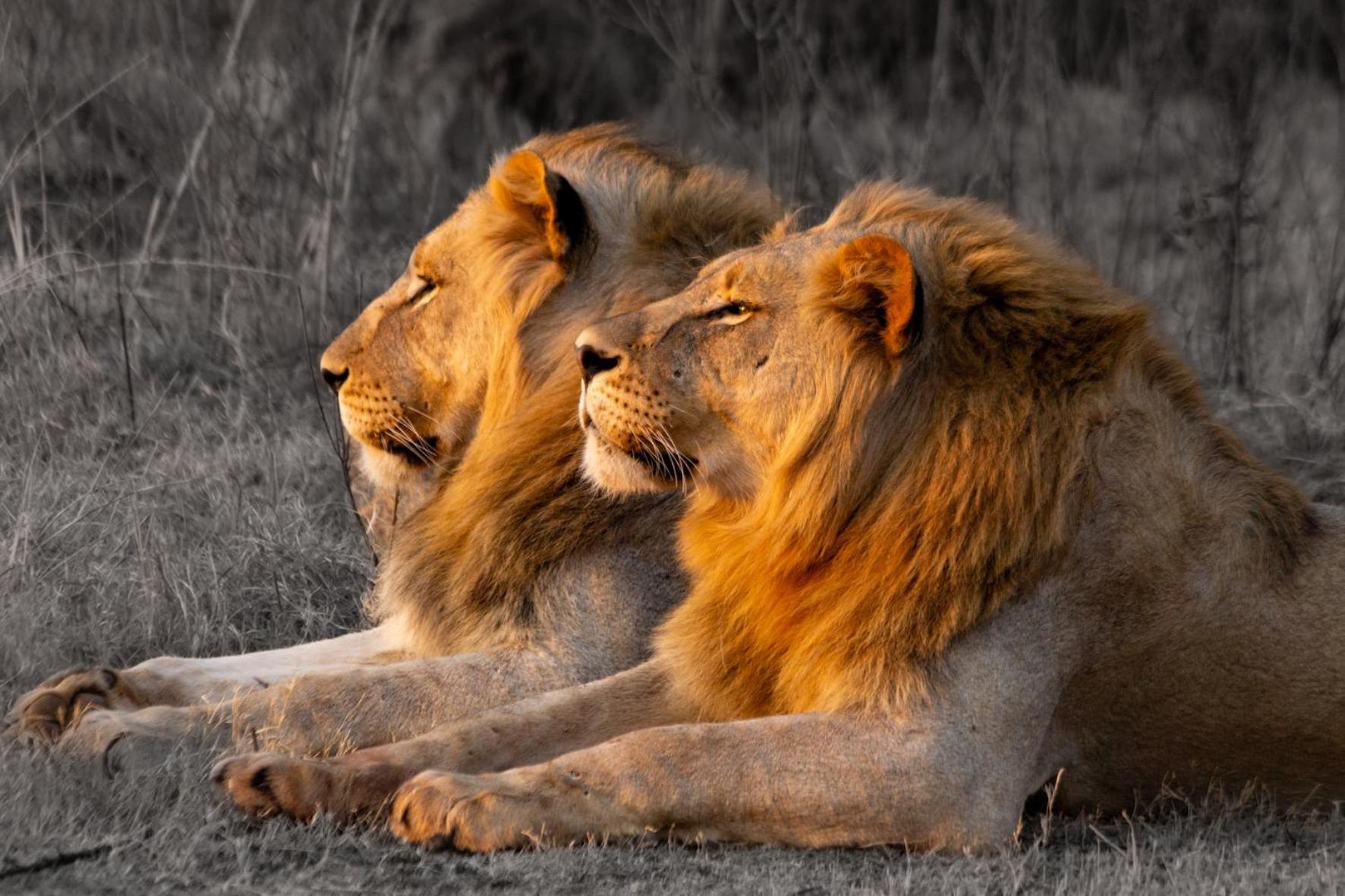 Out In Africa Wildlife Lodge Hammanskraal Zewnętrze zdjęcie